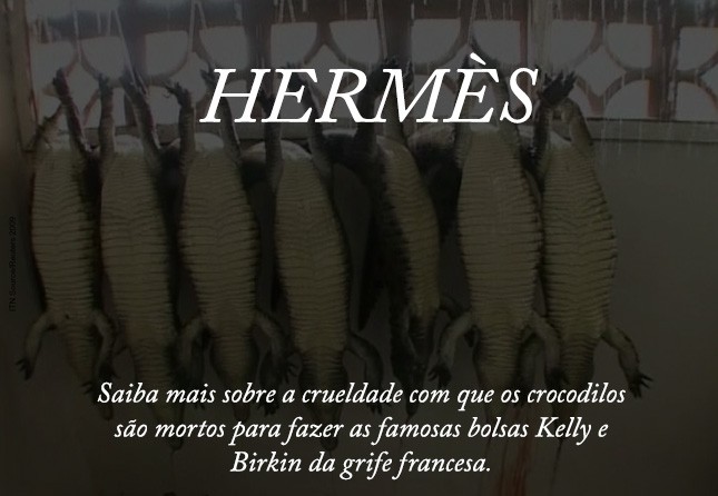O blog Oh My Closet te mostra por que você não deve comprar as bolsas de couro de crocodilo da Hermès.