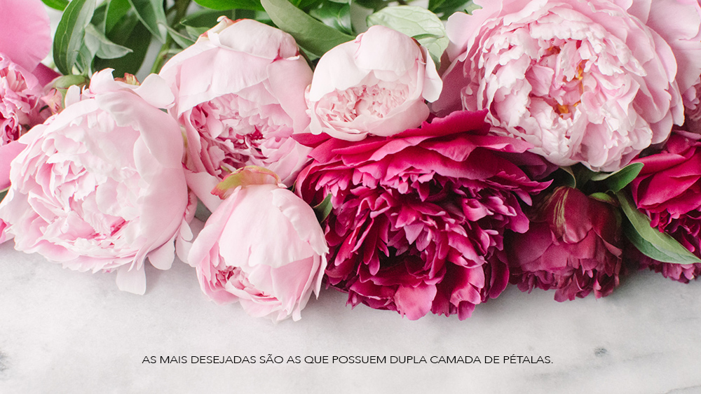 Peonias-Oh-My-Closet-Bouquet-Onde-Encontrar