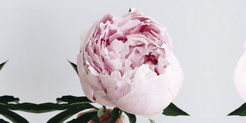 Peônias – Tudo o que você precisa saber sobre a flor do momento