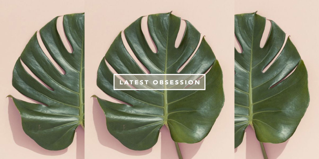 Monstera Deliciosa – A folha que viralizou mundo afora