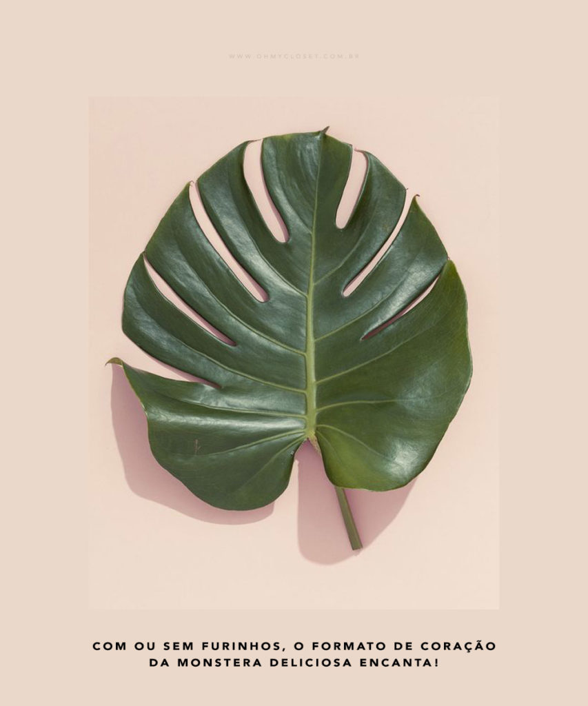 Philodendron, Monstera Deliciosa são alguns dos nomes da planta tendência em decor: Costela de Adão. Veja a dica no Oh My Closet, pela influencer Mônica Araújo.