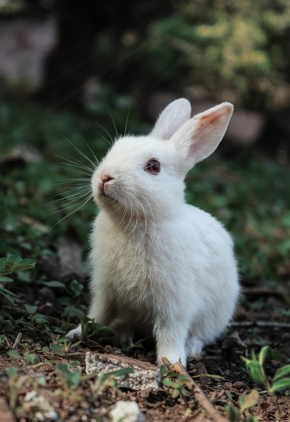 Coelhinho branco, beleza cruelty free